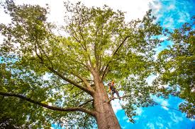 Best Hazardous Tree Removal  in Ely, MN