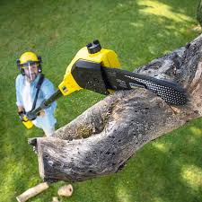 Ely, MN Tree Services Company