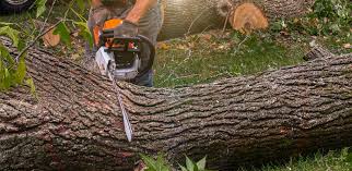  Ely, MN Tree Services Pros