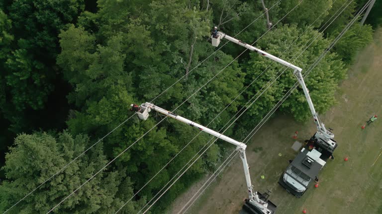 Best Root Management and Removal  in Ely, MN