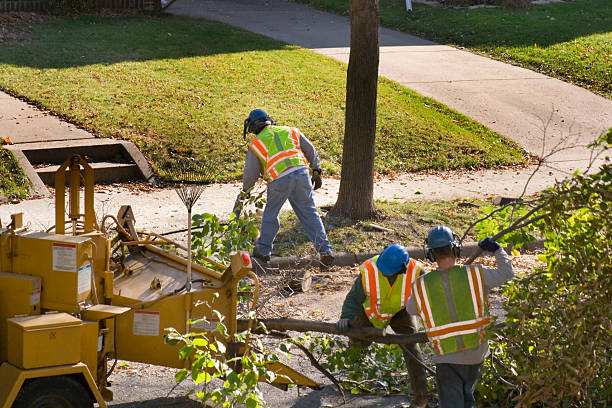 Best Tree Disease Treatment  in Ely, MN